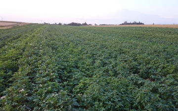 Présentation Les pommes de terre d'Ally